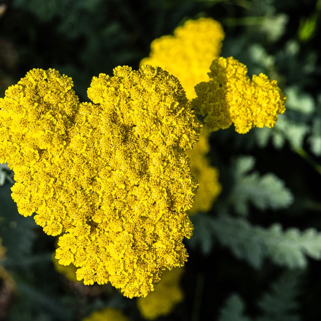 Achillea Moonshine