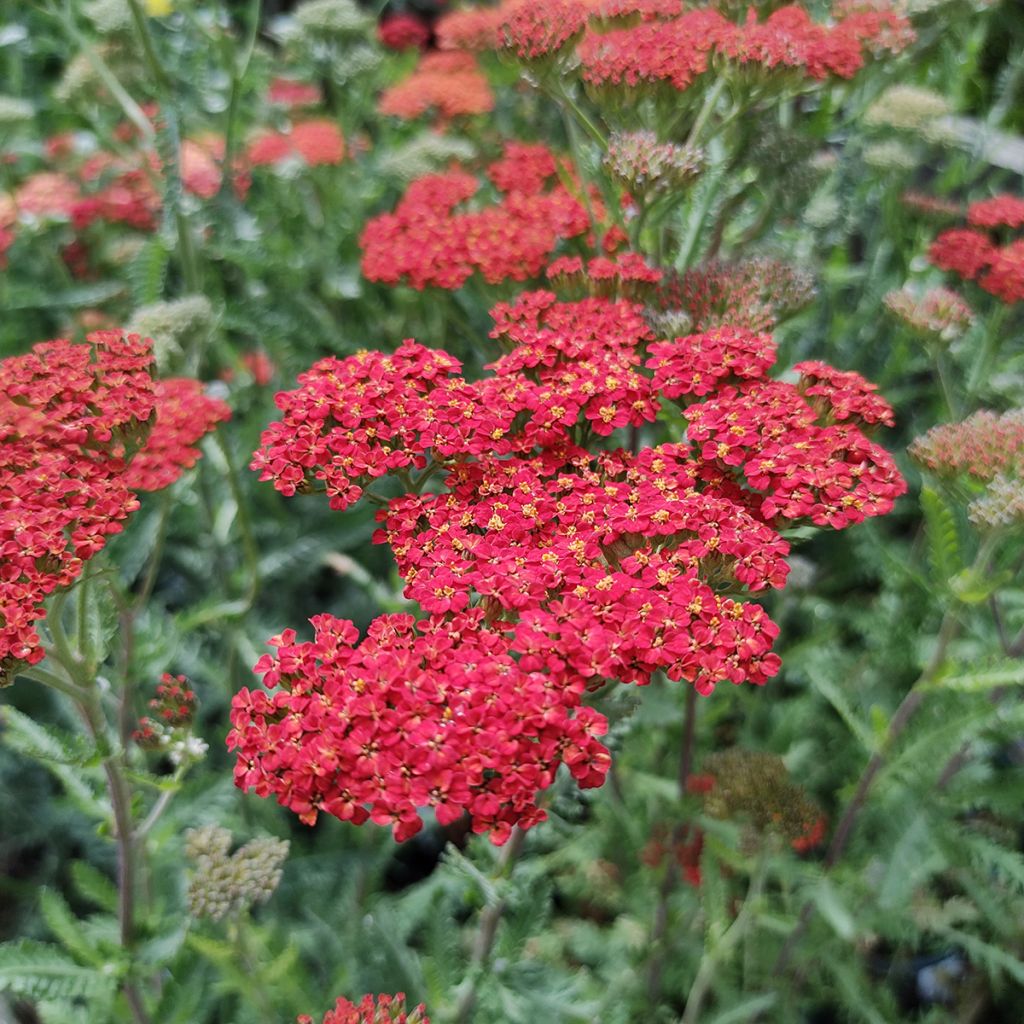 Achillea millefolium Walter Funcke