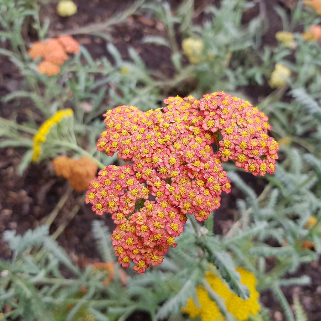 Achillea millefolium Walter Funcke