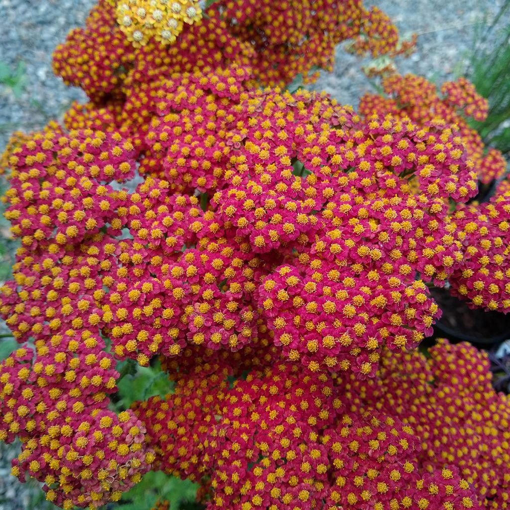 Achillea millefolium Walter Funcke