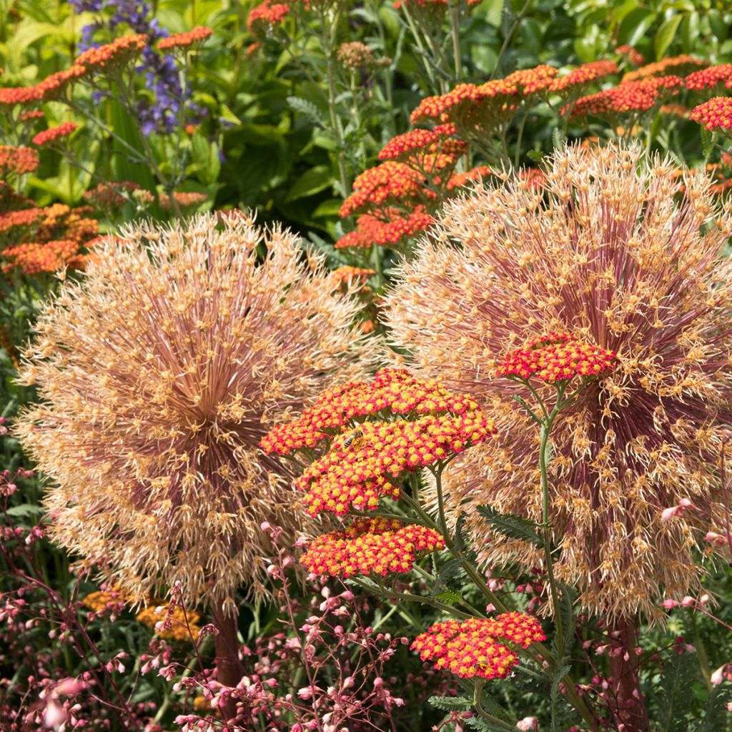 Achillea millefolium Walter Funcke