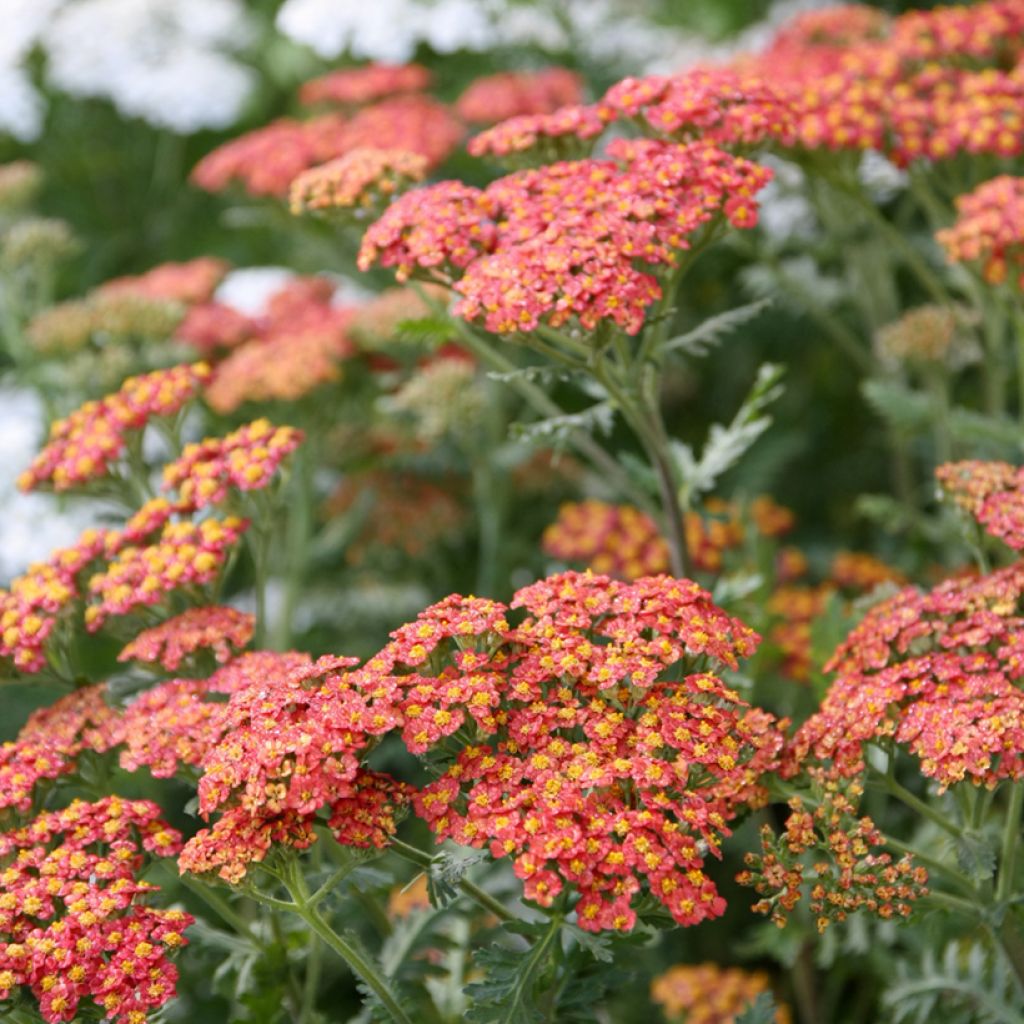 Achillea millefolium Walter Funcke