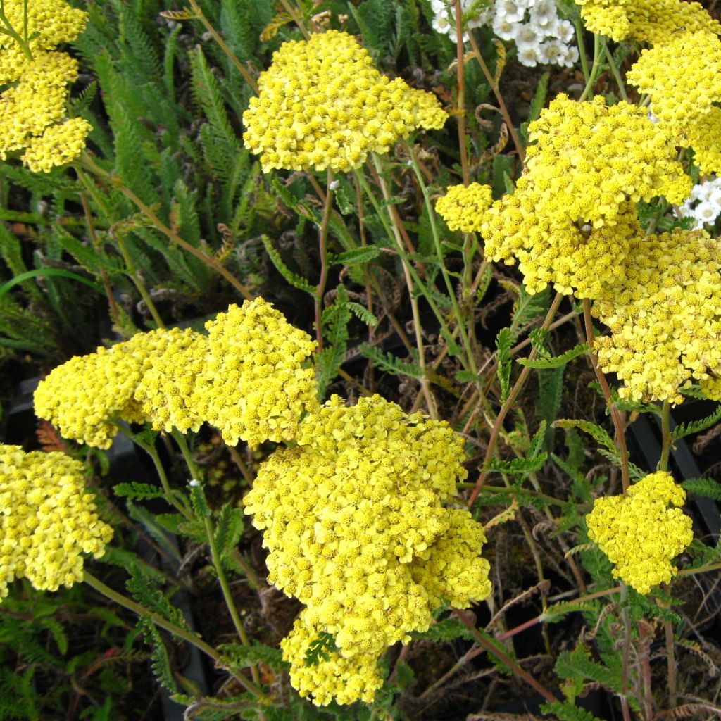 Achillée filipendule Helios