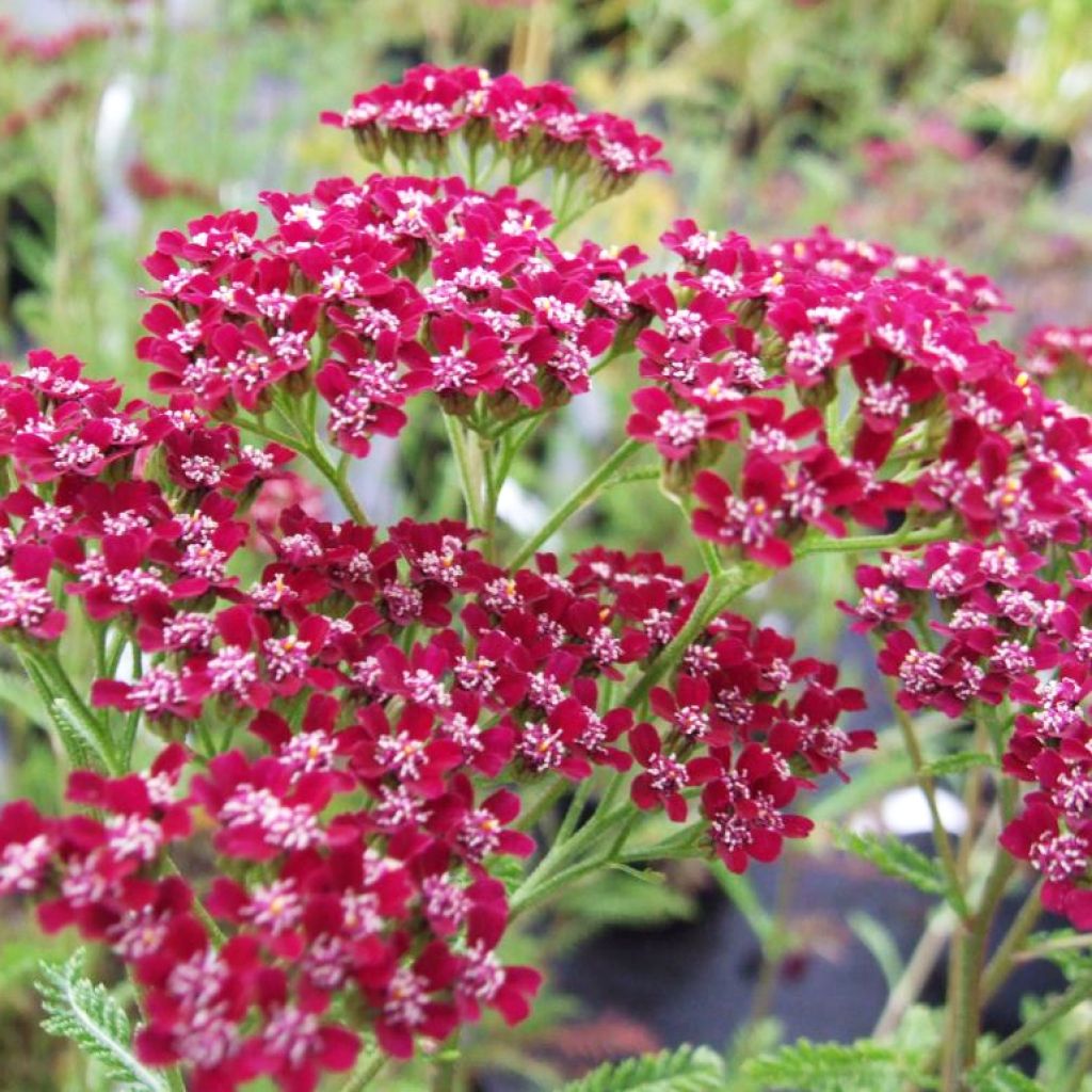 Achillea millefolium Cassis