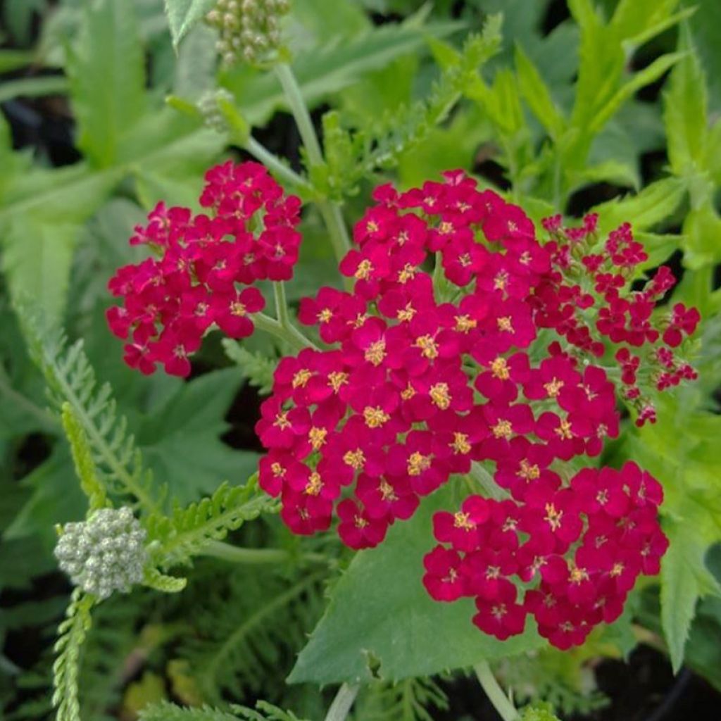 Achillea millefolium Cassis