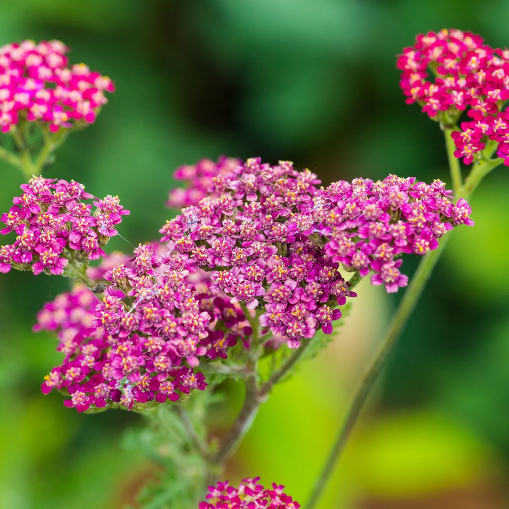 Achillea millefolium Cassis