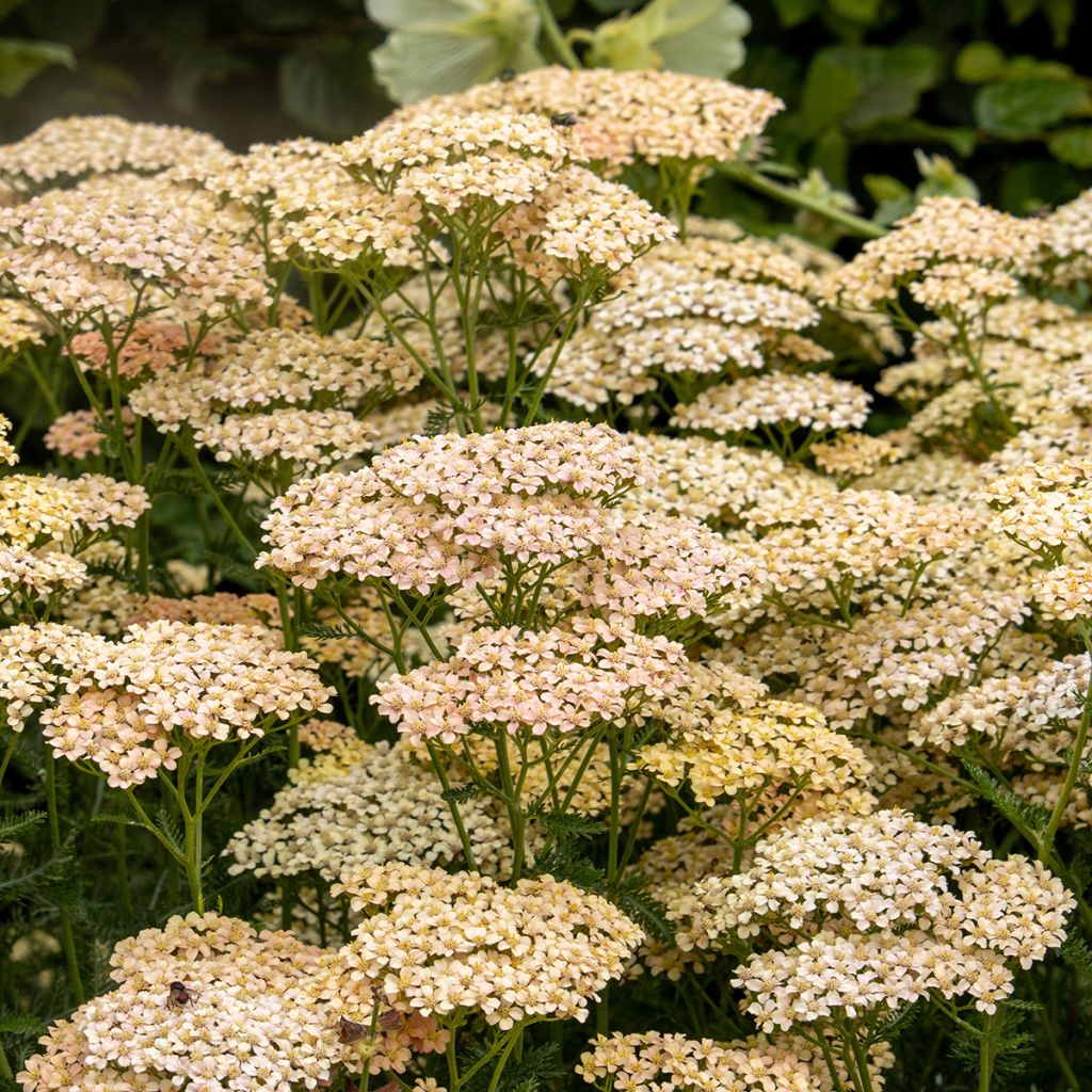 Achillea millefolium Lachsschönheit