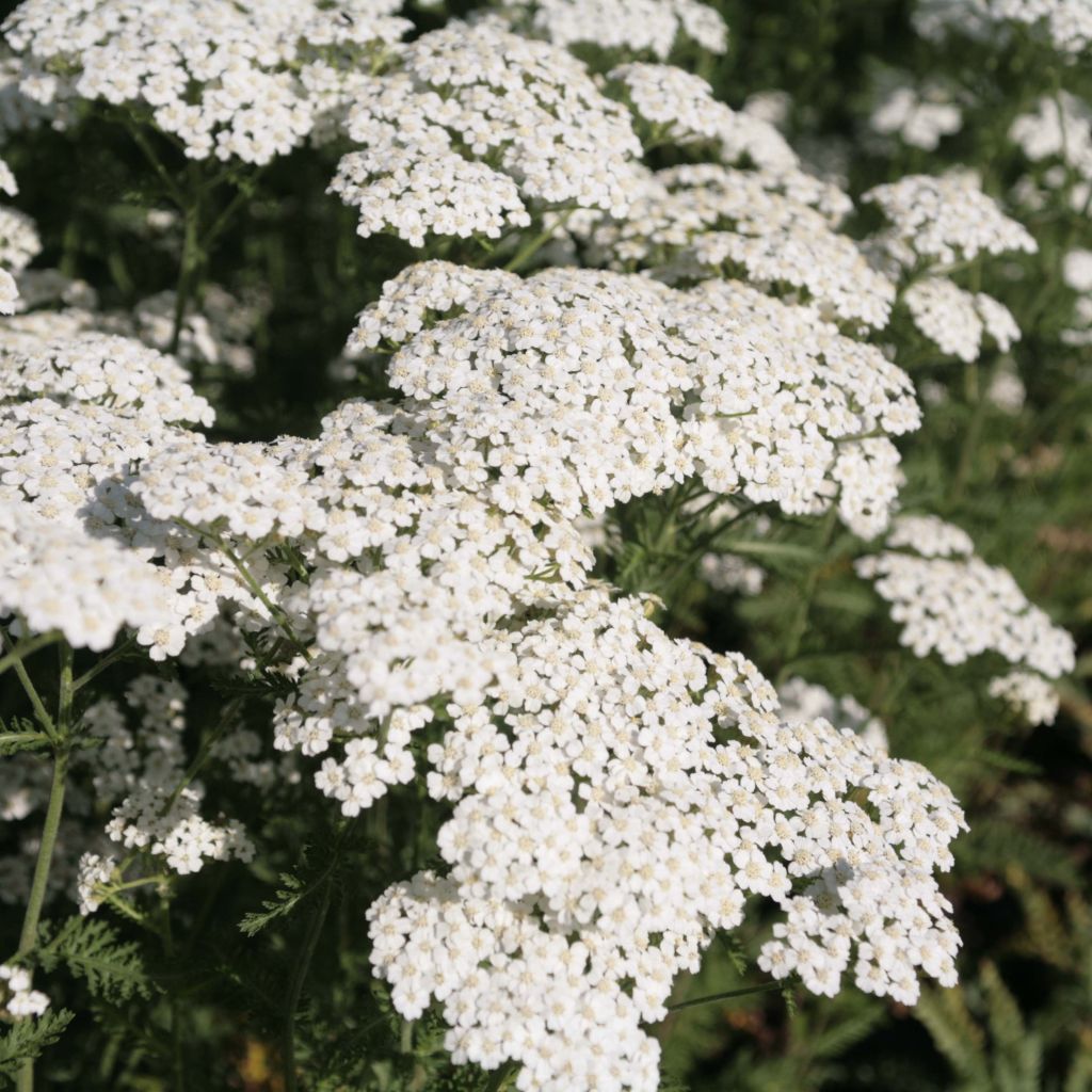 Achillea millefolium Schneetaler