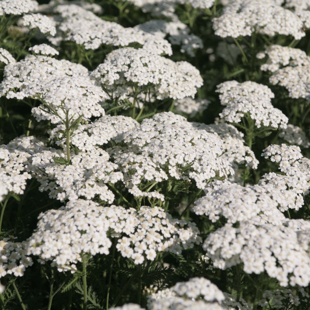 Achillea millefolium Schneetaler