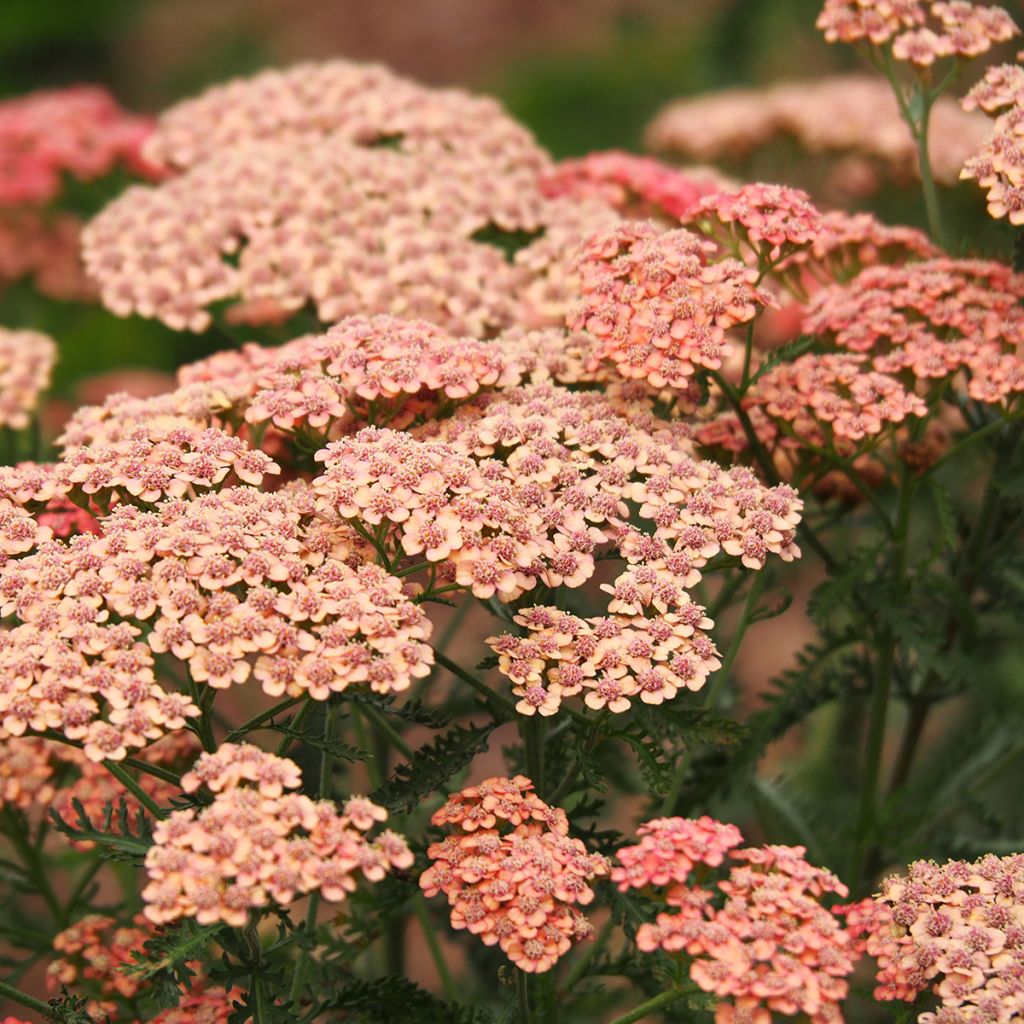 Achillea millefolium Tutti Frutti Apricot Delight