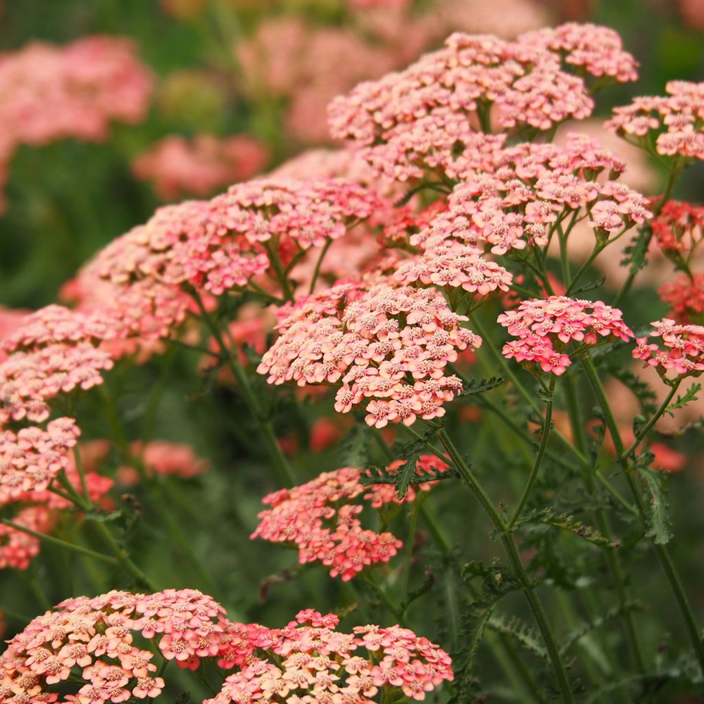 Achillea millefolium Tutti Frutti Apricot Delight