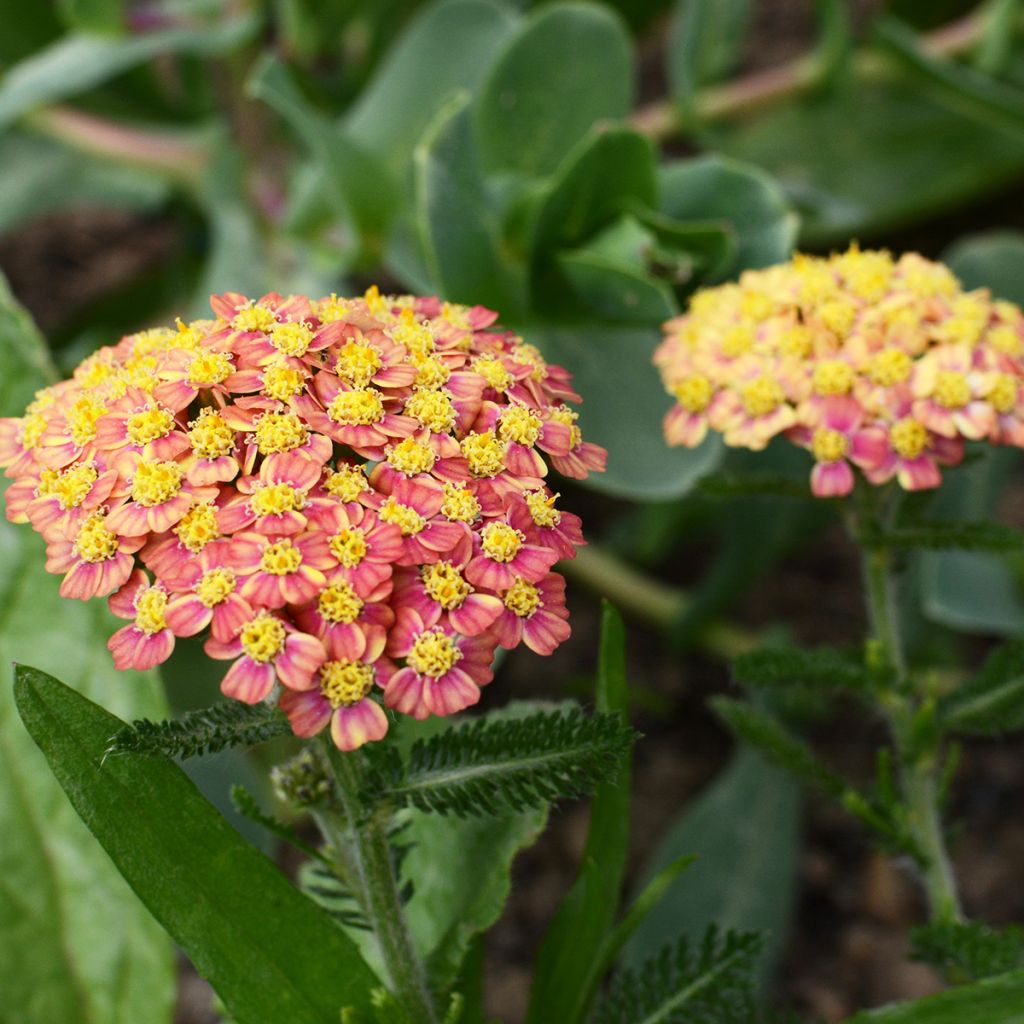 Achillea millefolium Tutti Frutti Apricot Delight