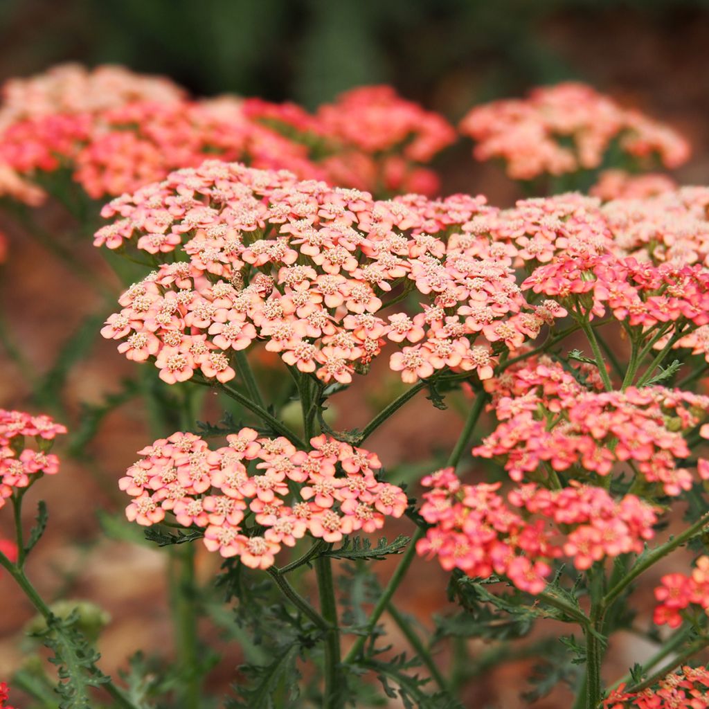 Achillea millefolium Tutti Frutti Apricot Delight