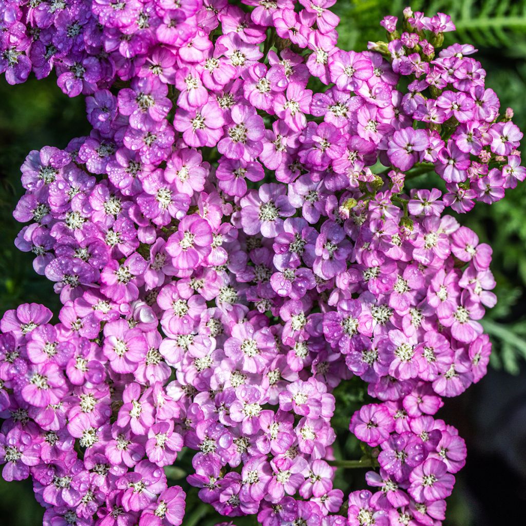 Achillea millefolium Apfelblute