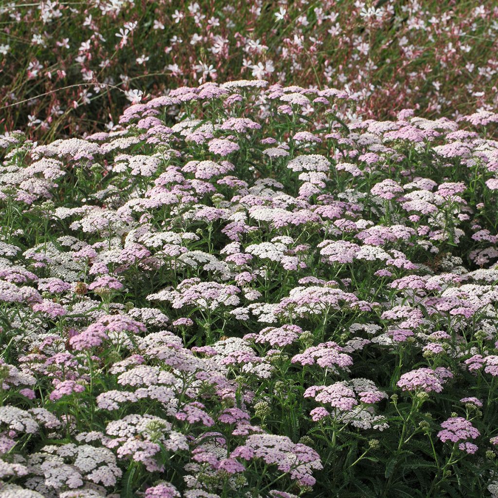 Achillea millefolium Apfelblute