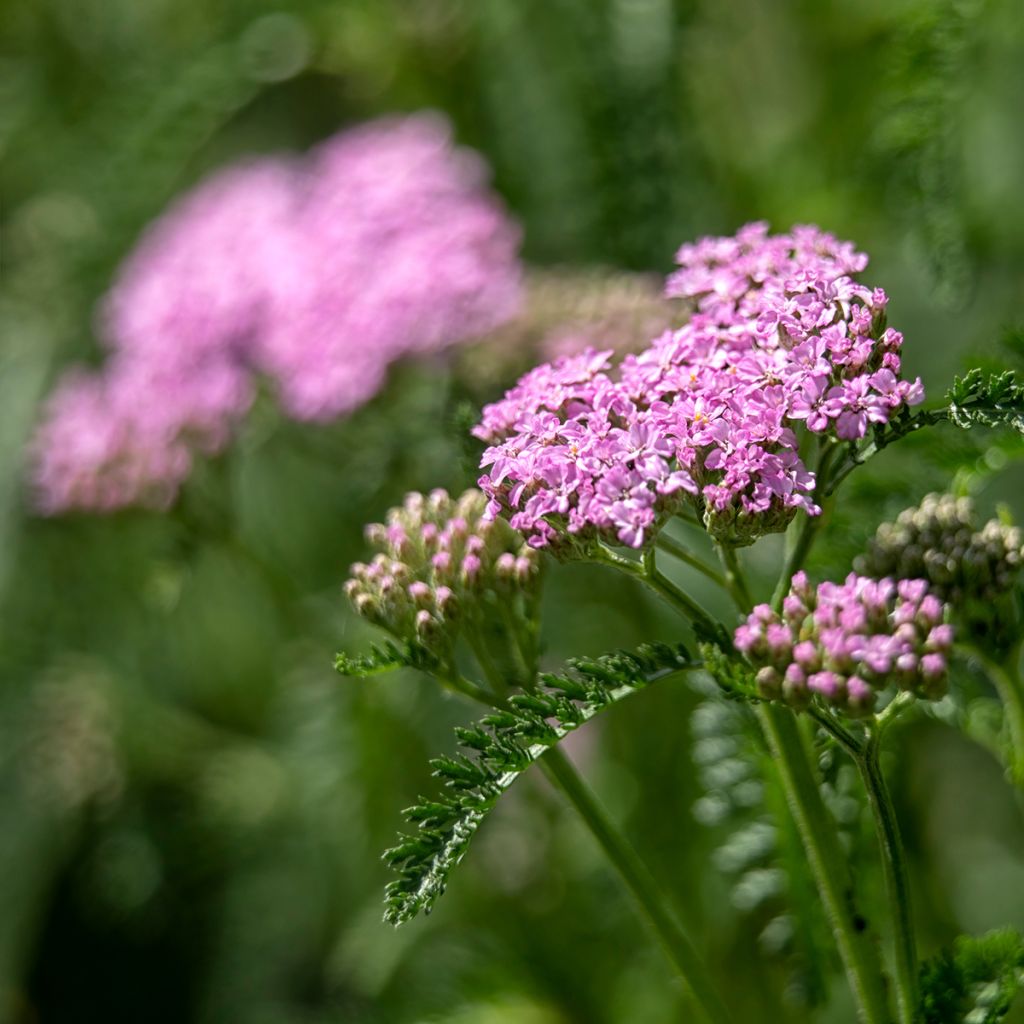 Achillea millefolium Cerise Queen