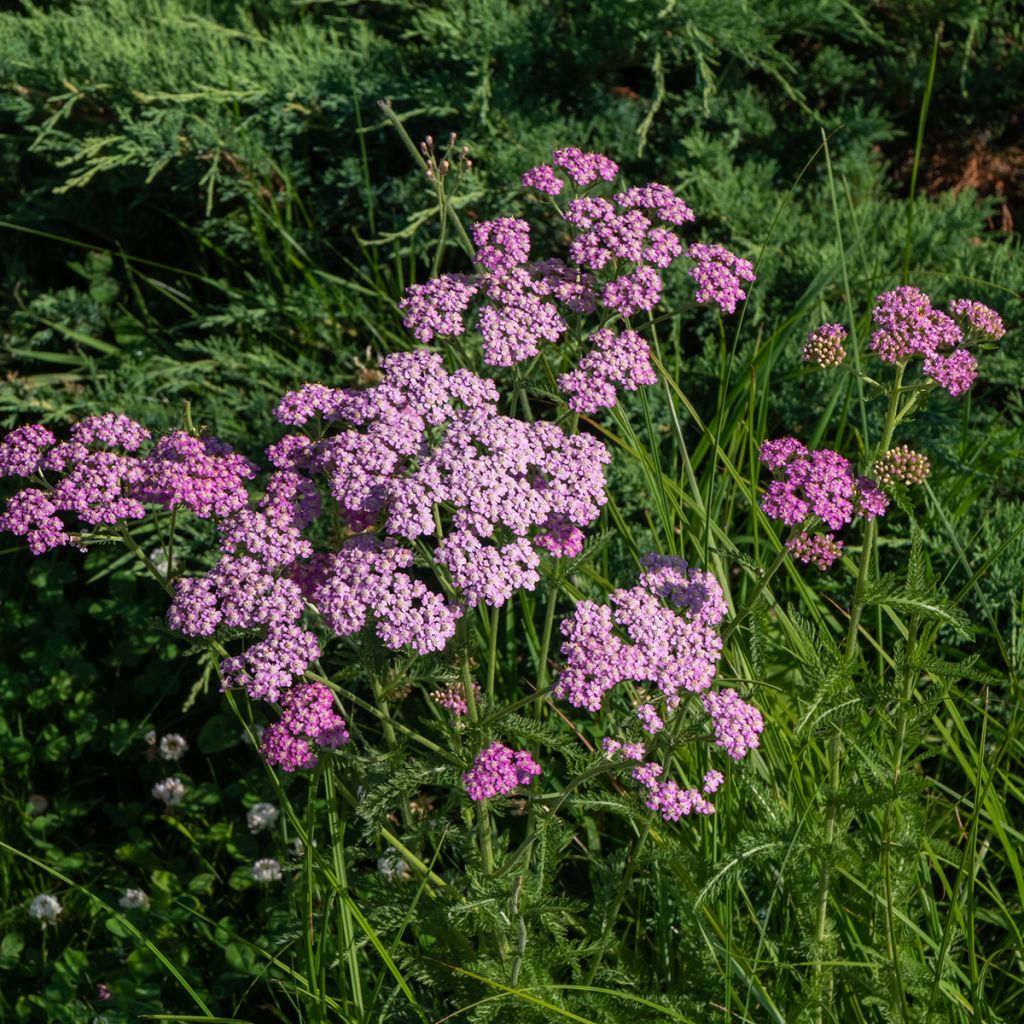 Achillea millefolium Cerise Queen