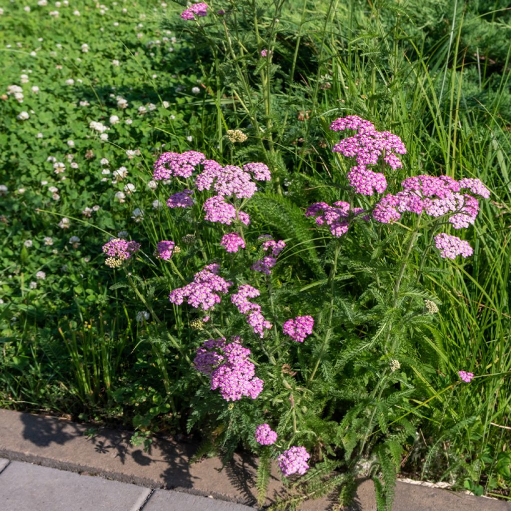 Achillea millefolium Cerise Queen