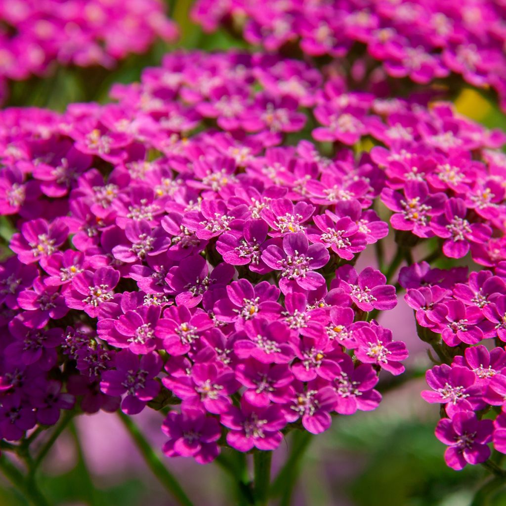 Achillea millefolium Lilac Beauty