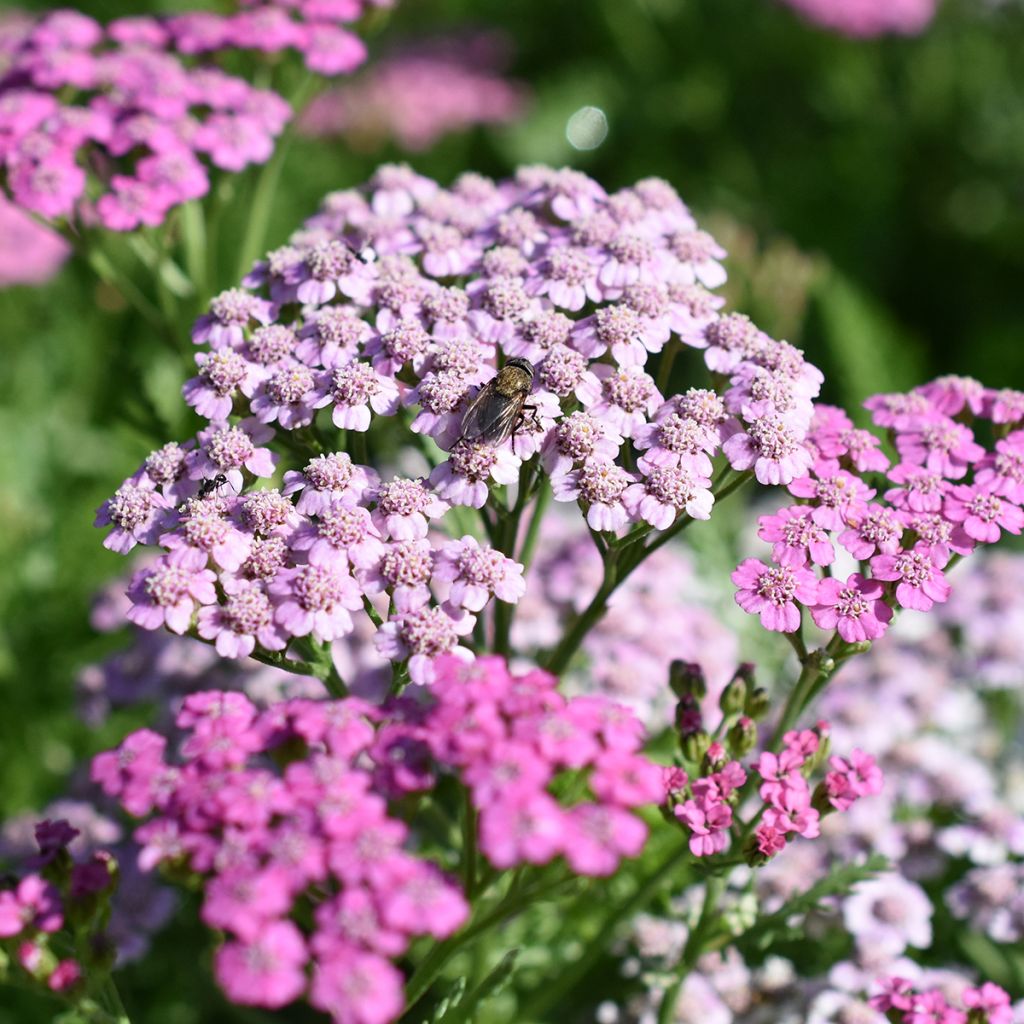 Achillea millefolium Lilac Beauty