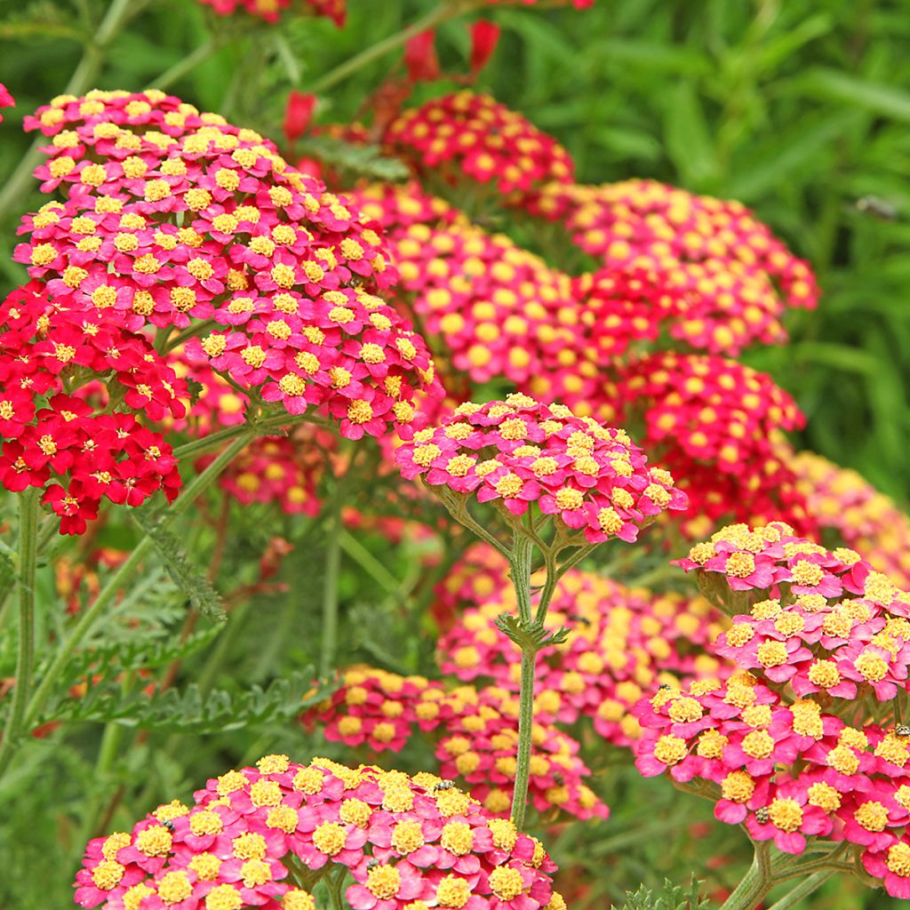 Achillea millefolium Paprika