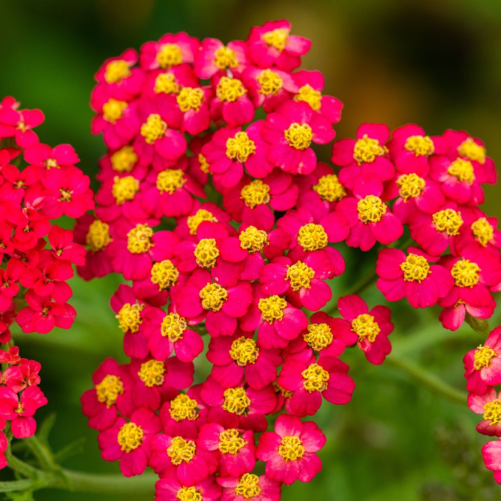 Achillea millefolium Paprika