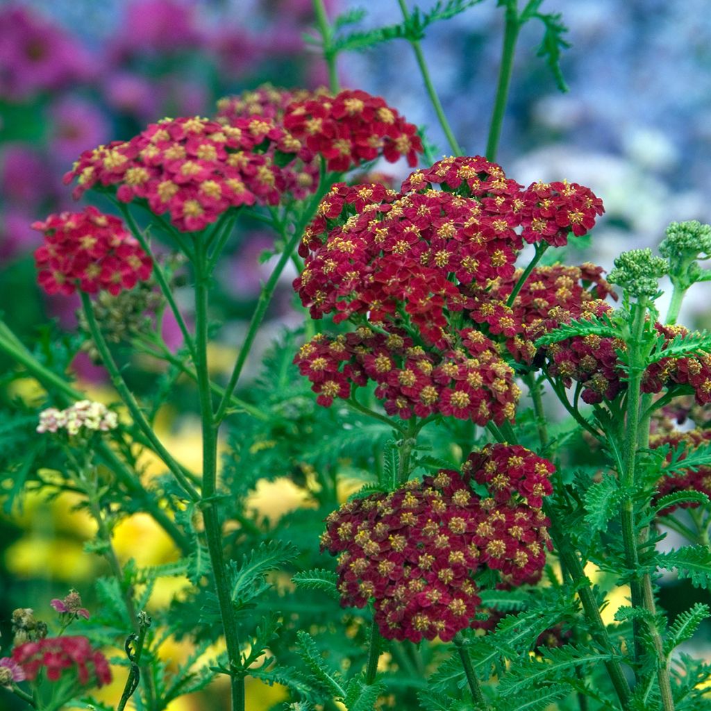 Achillea millefolium Red Velvet