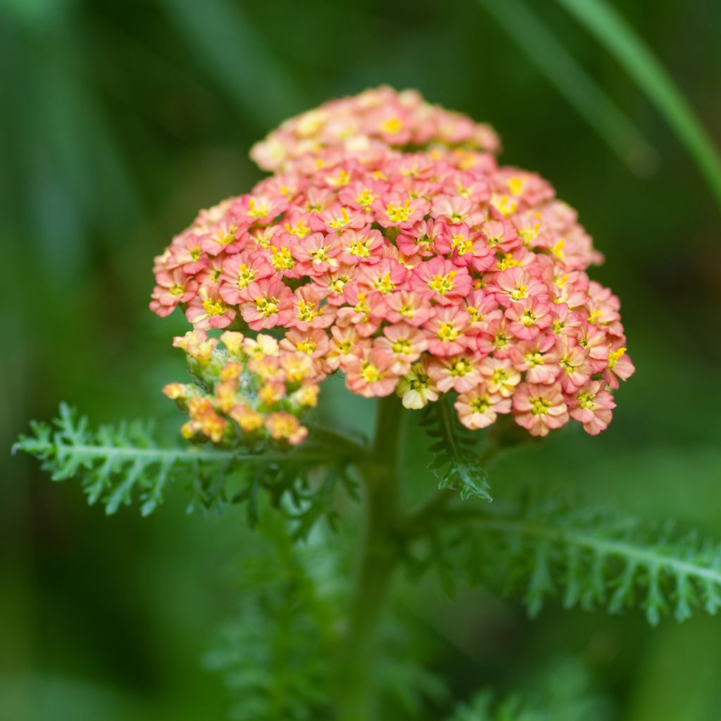 Achillea millefolium Summer Pastel