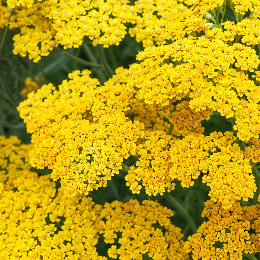 Achillea millefolium Terracotta