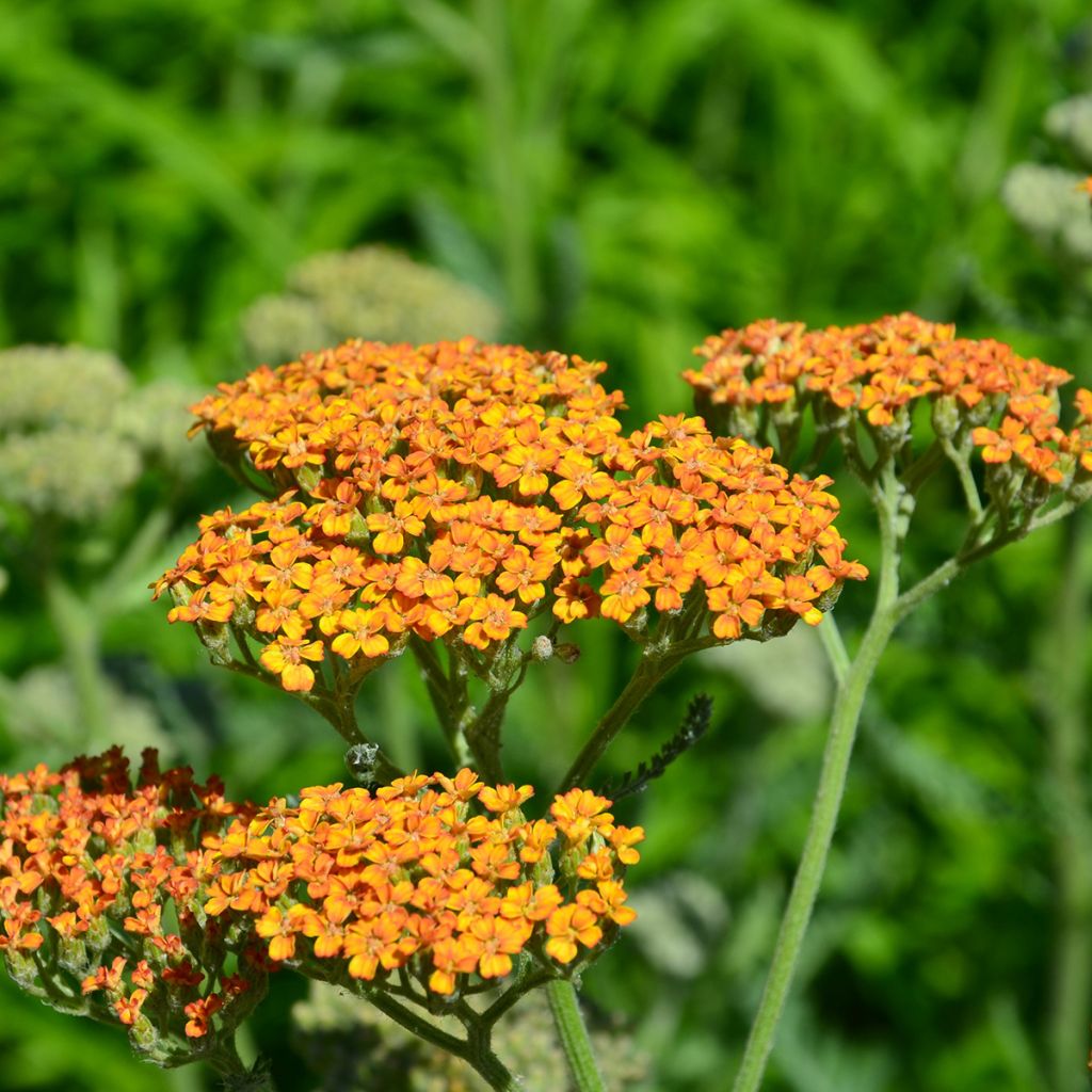 Achillea millefolium Terracotta