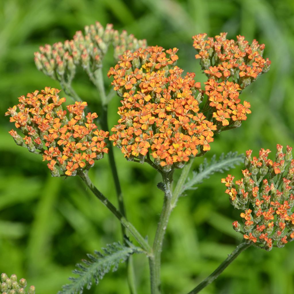 Achillea millefolium Terracotta