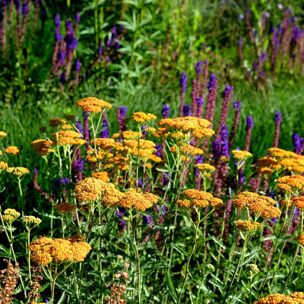 Achillea millefolium Terracotta