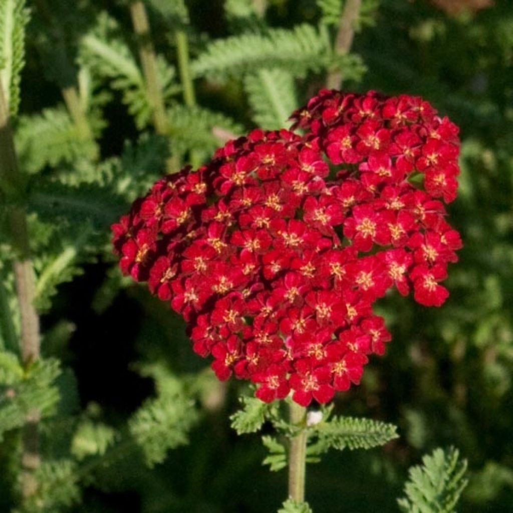 Achillée Millefolium Summerwine