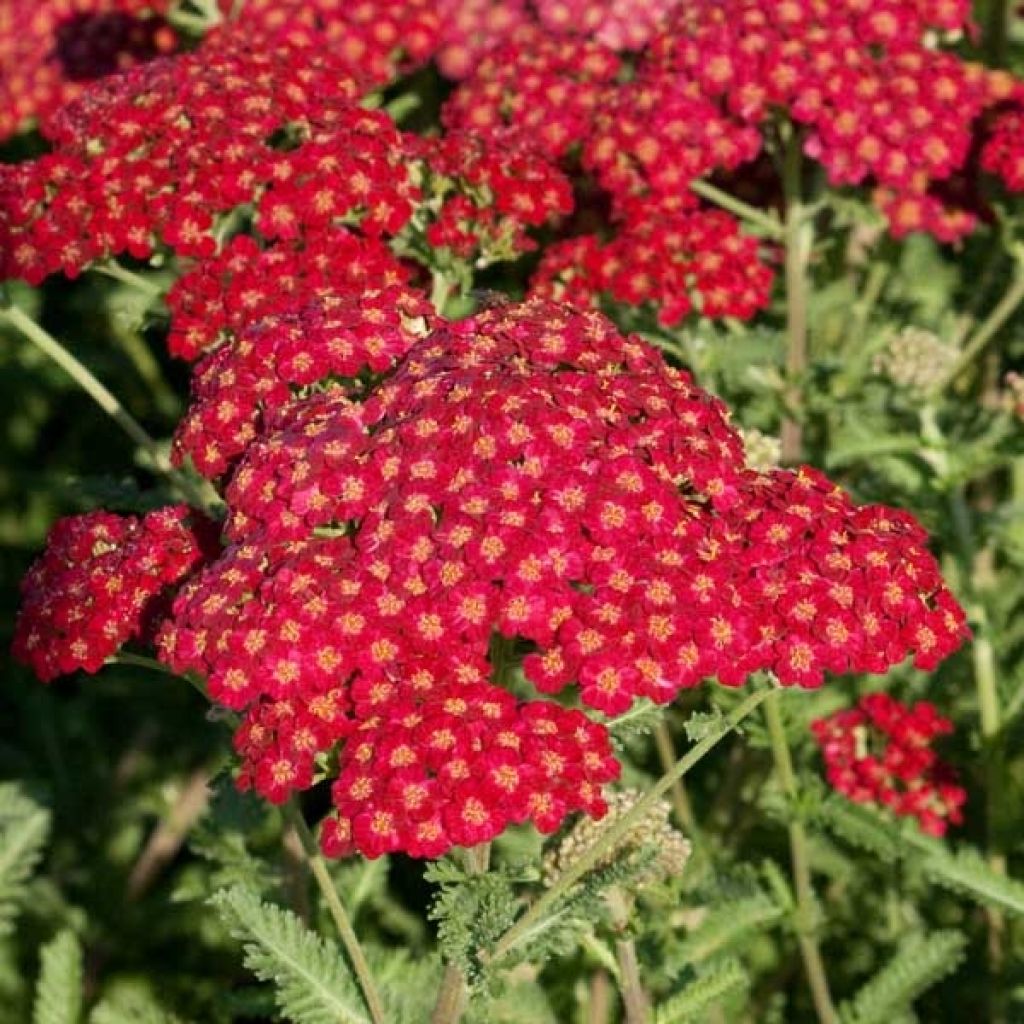 Achillée Millefolium Summerwine