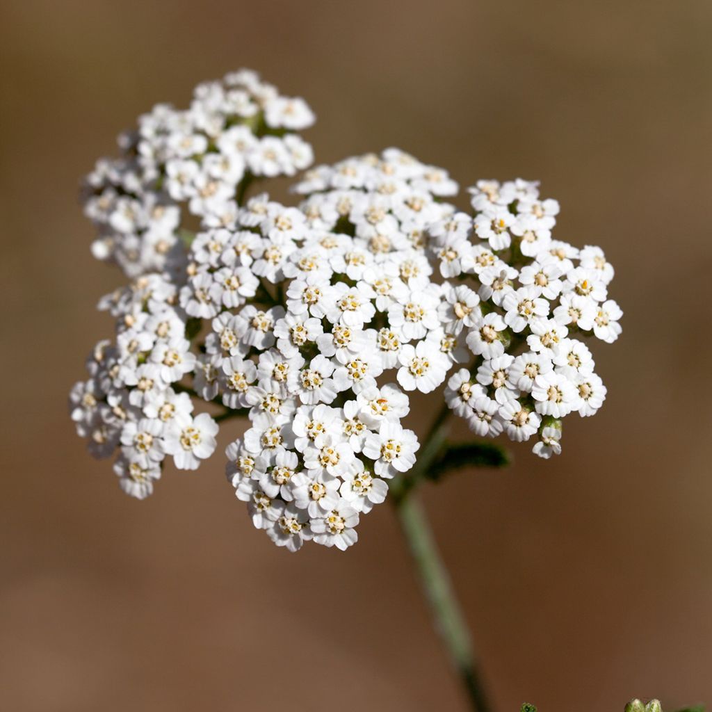 Achillea odorata - Millefoglio