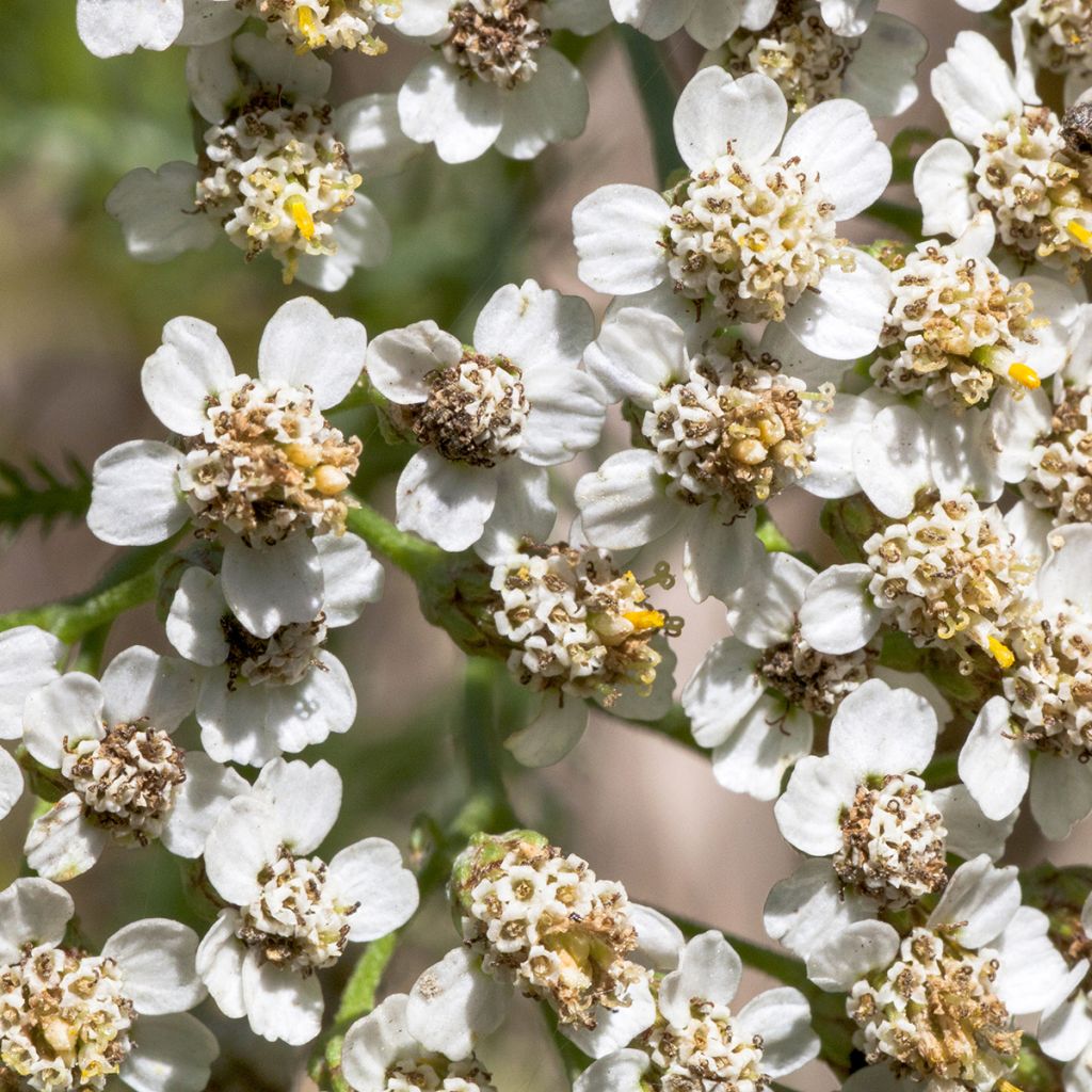 Achillea odorata - Millefoglio