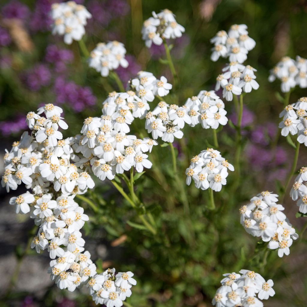 Achillea odorata - Millefoglio