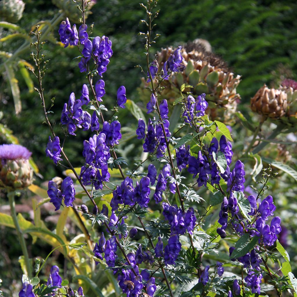 Aconit, Aconitum pubiceps