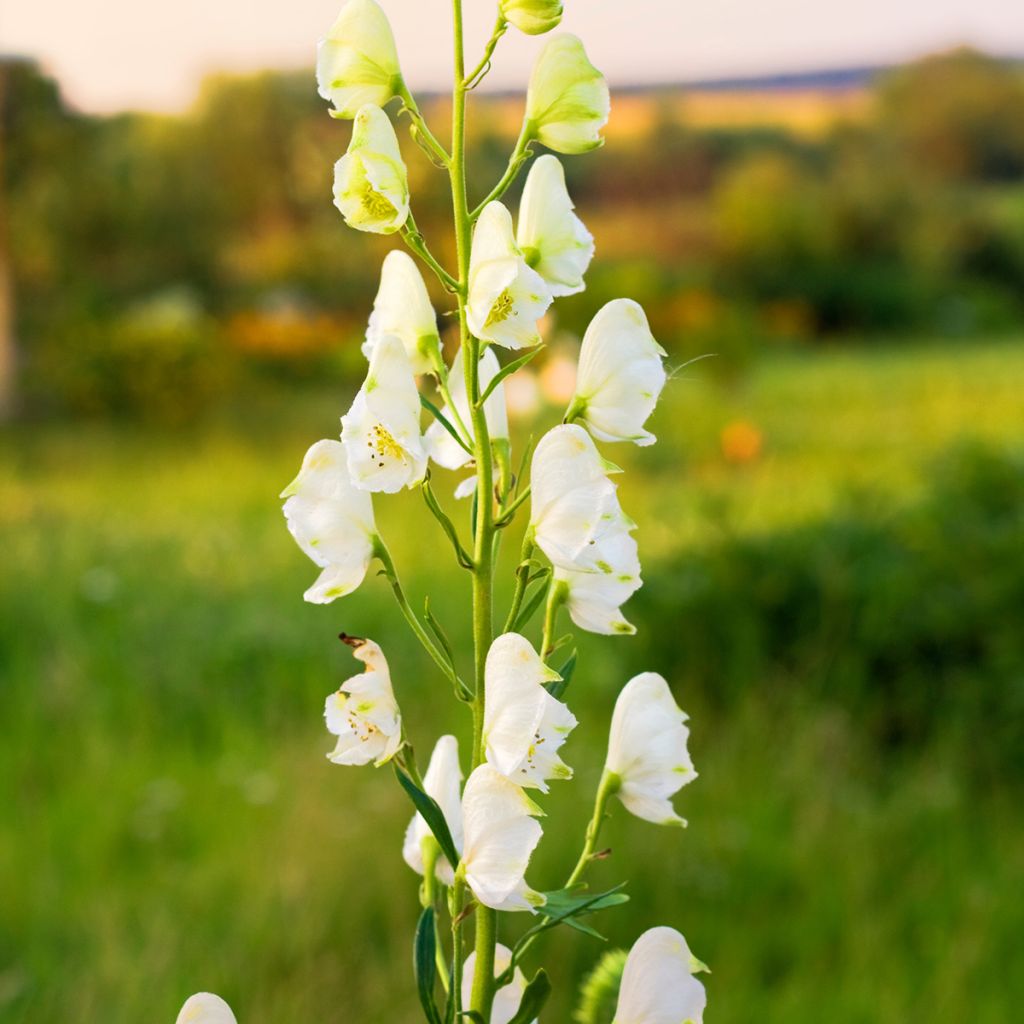 Aconitum napellus Album - Aconito napello