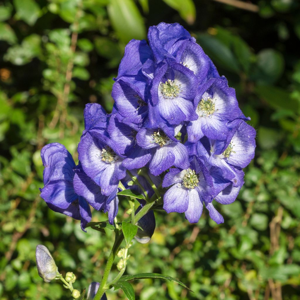 Aconitum carmichaelii Arendsii - Aconito