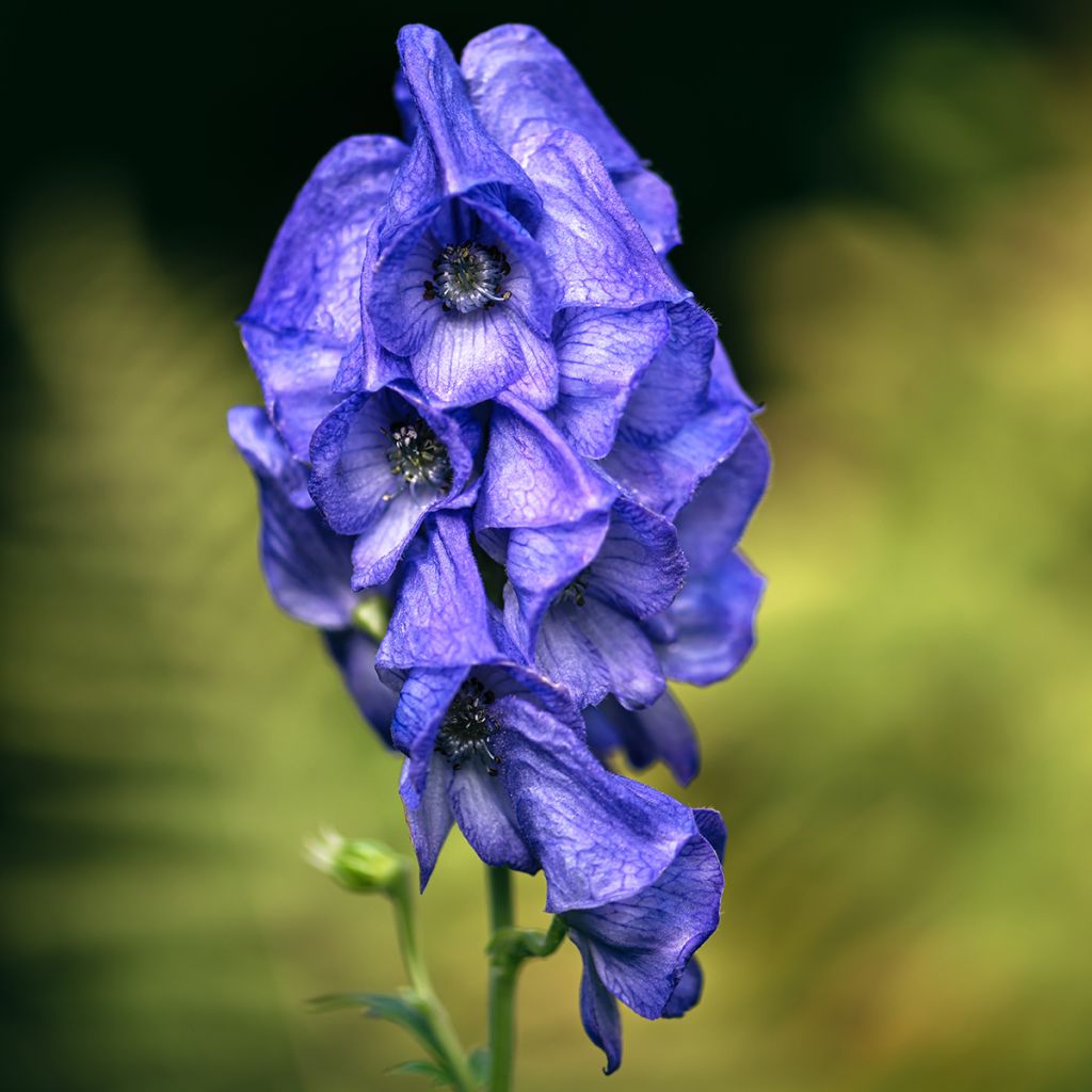 Aconitum carmichaelii Arendsii - Aconito