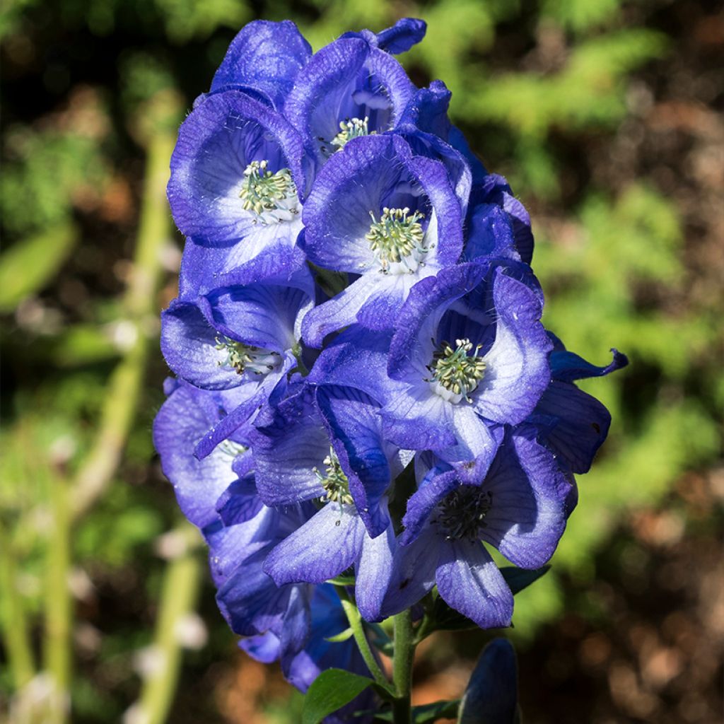 Aconitum carmichaelii Arendsii - Aconito