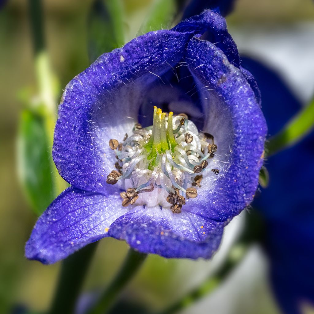 Aconitum carmichaelii Arendsii - Aconito