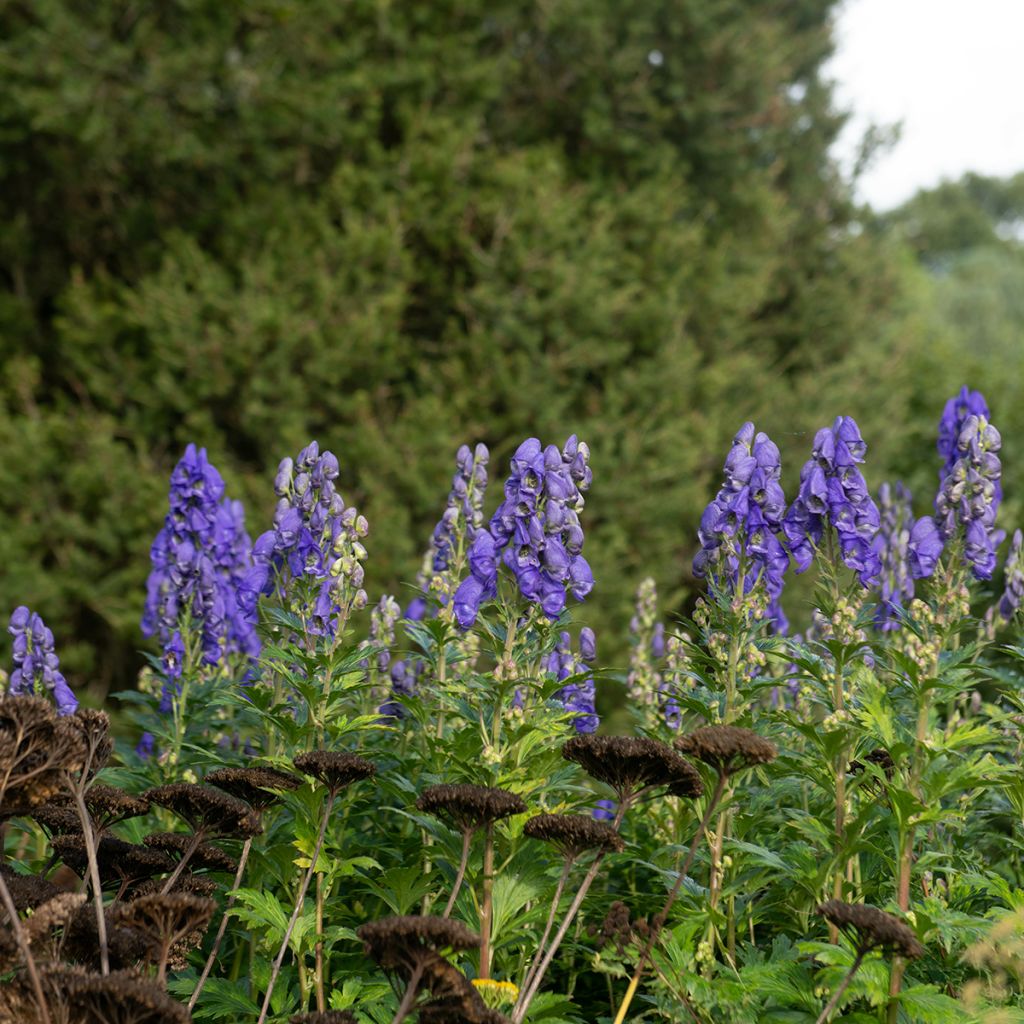 Aconitum carmichaelii Arendsii - Aconito