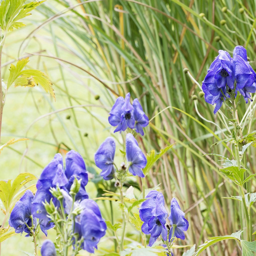 Aconitum fischeri - Aconito