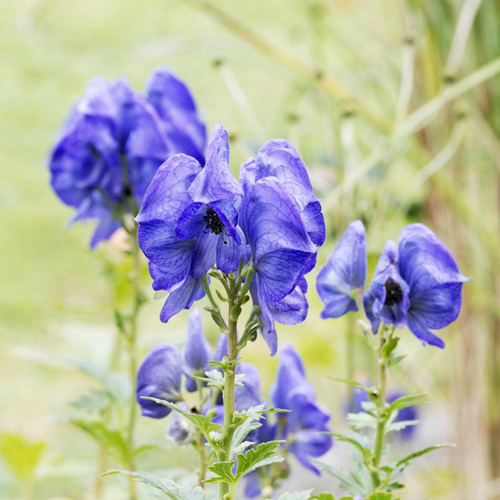 Aconitum fischeri - Aconito