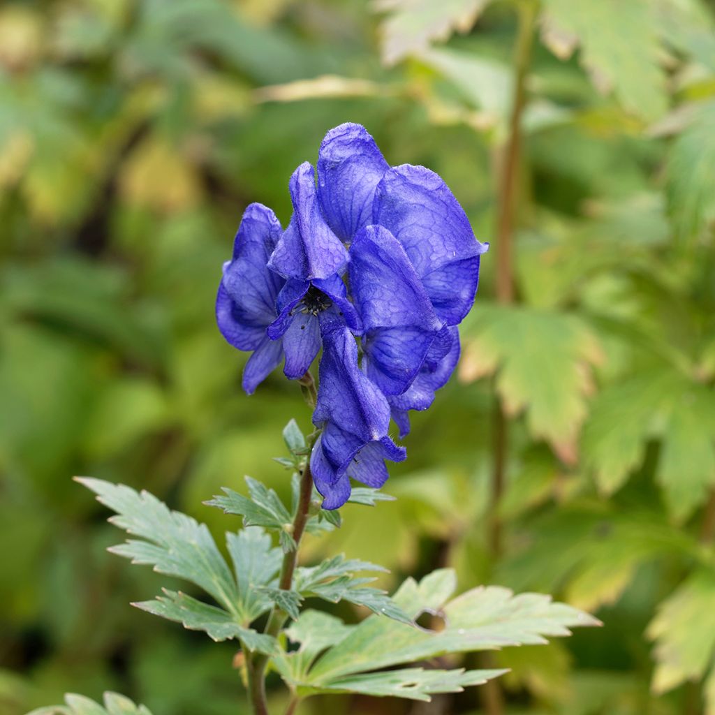 Aconitum fischeri - Aconito