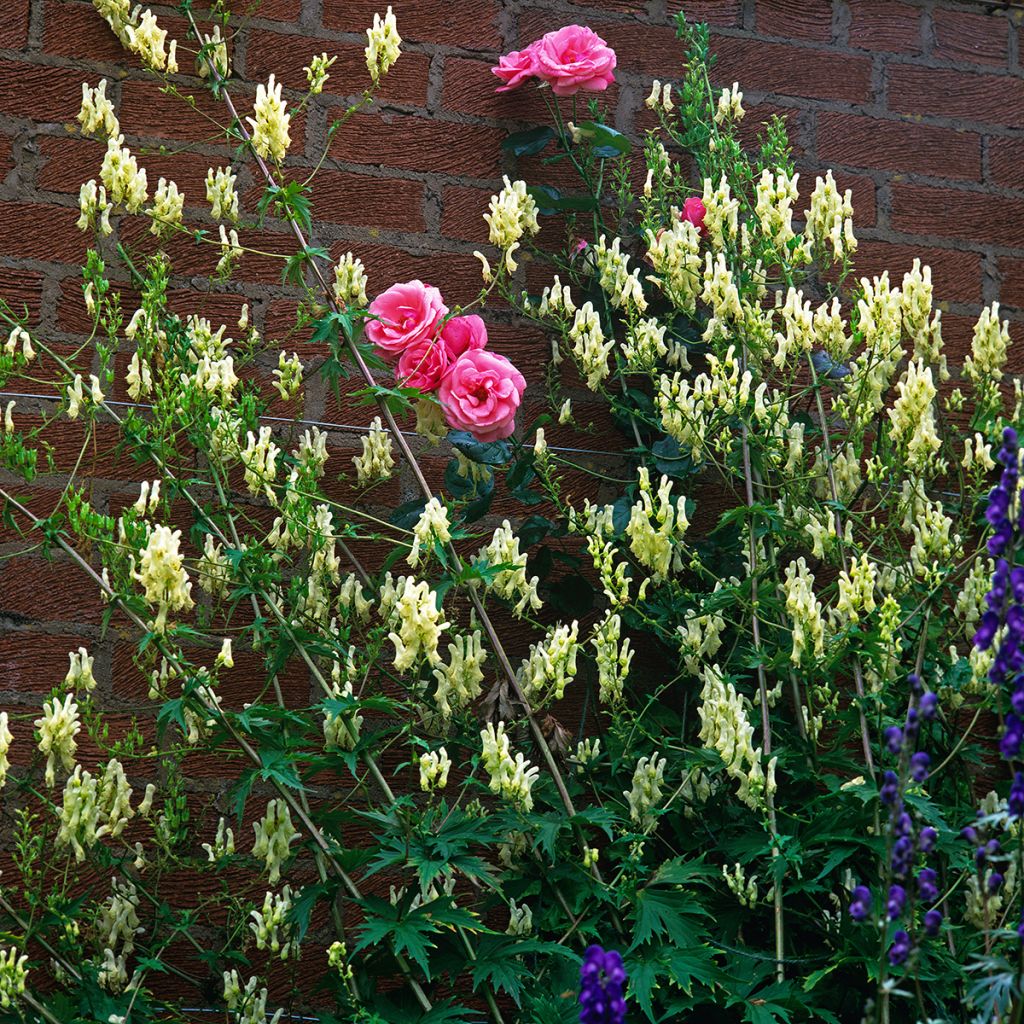 Aconitum lamarckii