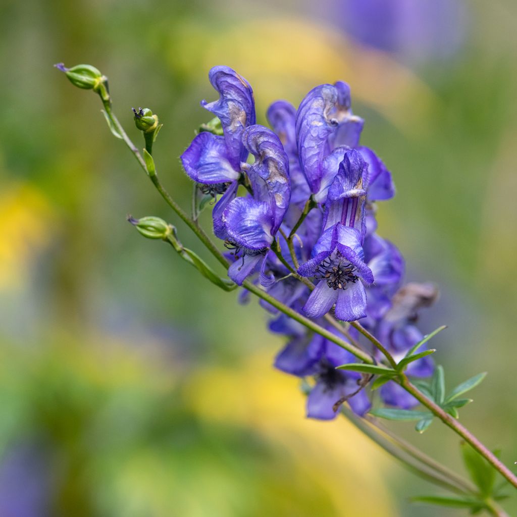 Aconitum napellus - Aconito napello