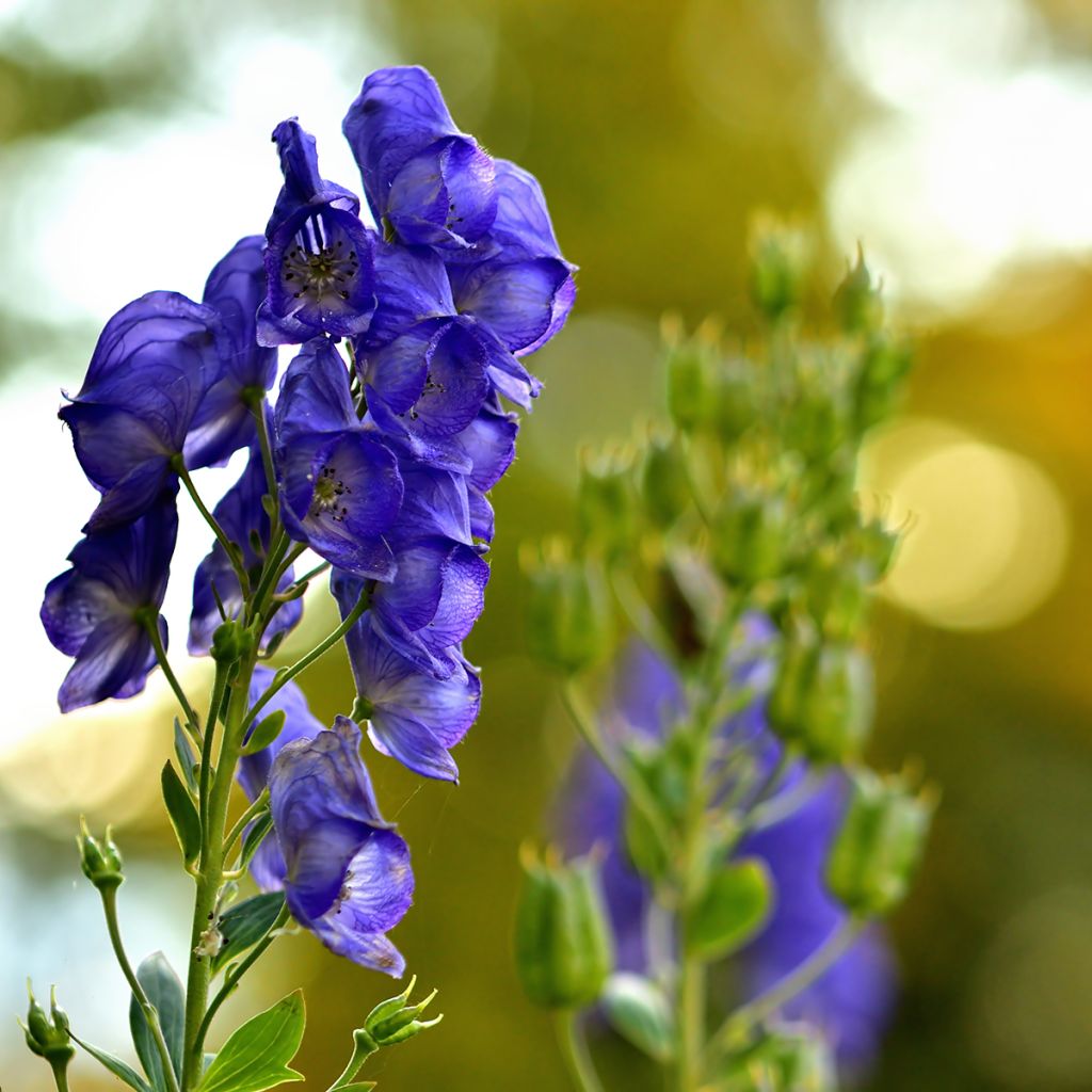 Aconitum napellus - Aconito napello